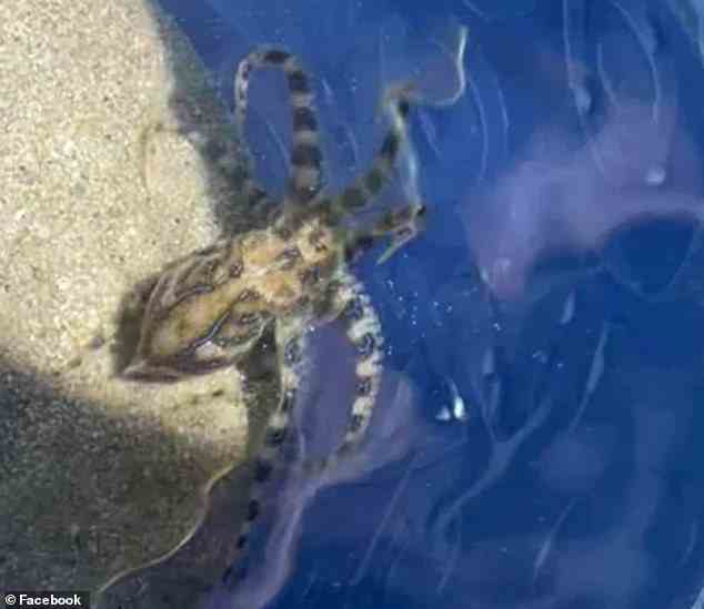 Ein Strandbesucher benutzte einen Spielzeugeimer, um die giftige Kreatur aus dem Wasser zu schöpfen, bevor jemand verletzt wurde