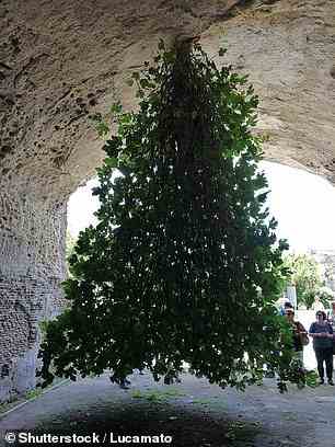 Im archäologischen Park Terme di Baia in Italien wächst seit Jahrzehnten ein wilder Feigenbaum verkehrt herum