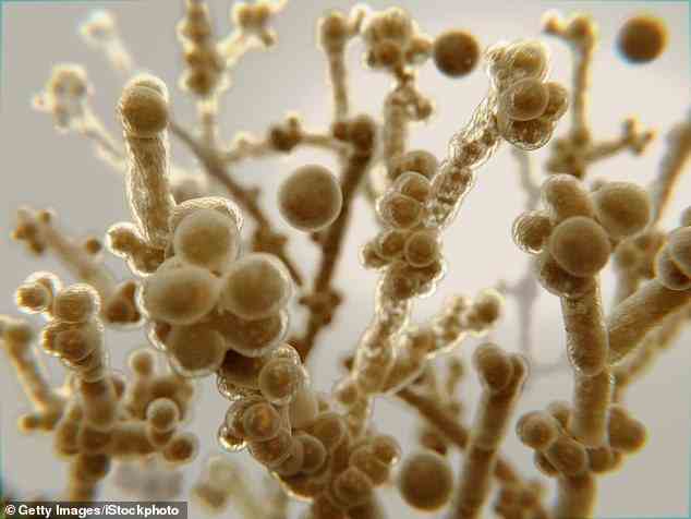 C auris ist ein mikroskopisch kleiner Hefestamm, der inzwischen in über der Hälfte der amerikanischen Bundesstaaten nachgewiesen wurde