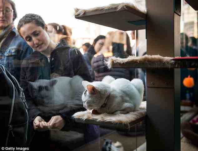 Riesige Fangemeinde: Katzencafés sind in den letzten zehn Jahren immer beliebter geworden und an Orten auf der ganzen Welt entstanden (Archivbild)