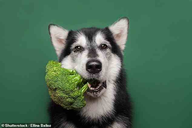 Georgia Woods-Lee, eine Ernährungswissenschaftlerin für Hunde von der University of Liverpool, sagt, dass Gemüse eigentlich der beste Snack für Ihr Hündchen ist (Archivbild)