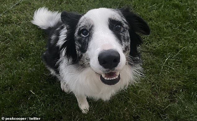 Sassy, Cooper's dog which was suffering from a blood condition vets couldn't diagnose