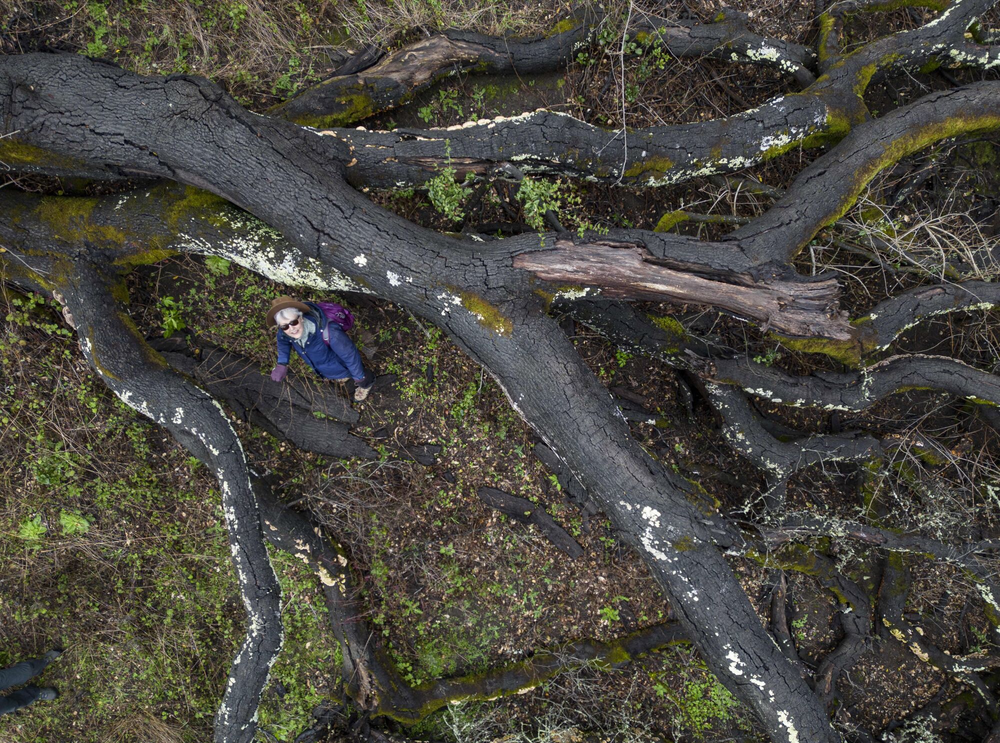 Angela Moskow steht neben einer umgestürzten Küsteneiche im Tilden Regional Park von Berkeley.