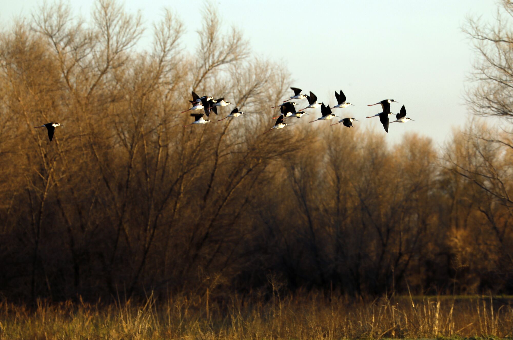 Vögel schweben über einem überschwemmten Acker in Yolo County.
