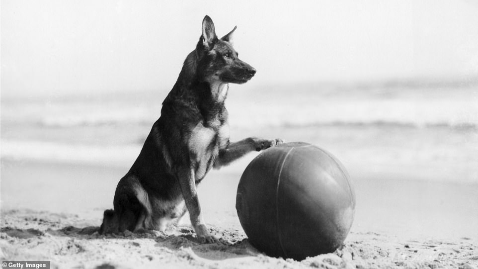 While the studio went on to birth some of Hollywood's biggest stars of the Golden Era, including everyone from Errol Flynn to Ingrid Bergman, one of the studio's top dogs in the early days was a hound called Rin Tin Tin