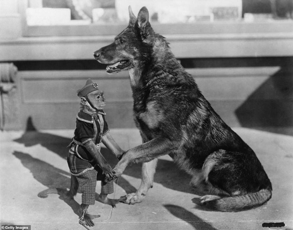 At one point Rin Tin Tin was making more than his human co-stars and in the 1924 silent adventure film Lighthouse by the Sea, he raked in $1,000 while the male lead, William Collier Jr, made $150
