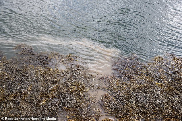 Sewage alerts were issued for hundreds of coastal communities last year. In August, swimmers at two beaches were told to avoid  to avoid the water after a broken pipe caused sewage to leak into the Tay, Scotland (pictured)
