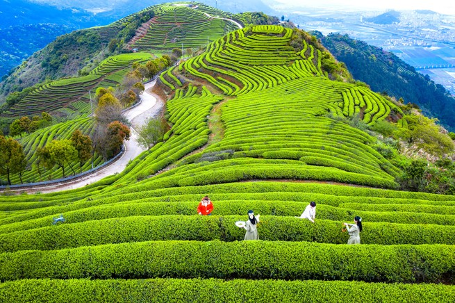Touristen pflücken Teeblätter in der Provinz Fujian, China