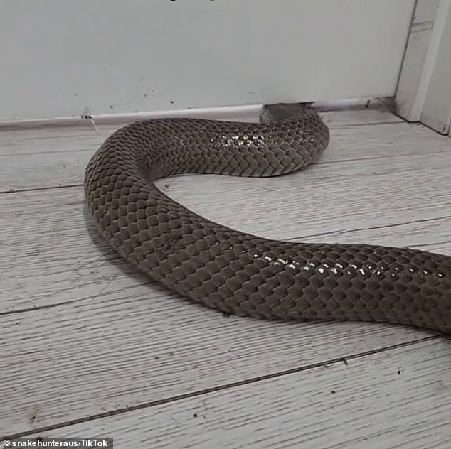 Ein Schlangenfänger zeigte, wie sich große Schlangen platt drücken, um sich unter Türen zu zwängen