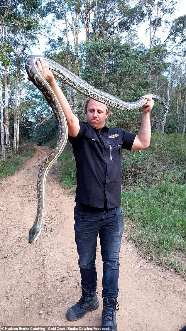 Tim Hudson (im Bild) brauchte mehr als eine Stunde, um die Python zu entfernen, die im März in einem Haus an der Goldküste feststeckte