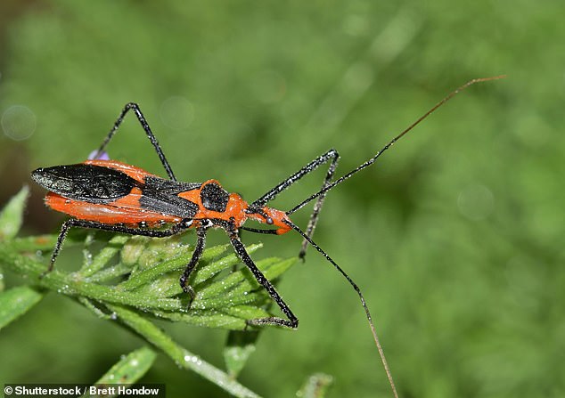 Die Käfer sind als Attentäterkäfer bekannt und ernähren sich von Raupen, Termiten und Heuschrecken