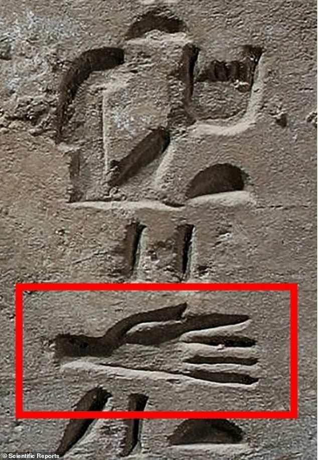 Ikonografischer Beweis für abgetrennte Hände: Inschrift im Grab von Ahmose in El-Kab, die eine sehr realistische Darstellung einer ausgestreckten Handfläche zeigt
