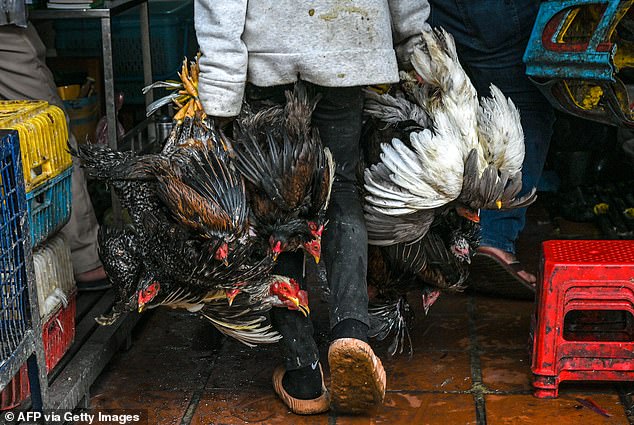 Im Februar kam es in Kambodscha zu einem Ausbruch von Vogelgrippe-Fällen beim Menschen, bei dem ein 11-jähriges Mädchen an dem Virus starb und ihr 49-jähriger Vater positiv auf den H5N1-Stamm getestet wurde.  Im Bild oben trägt ein Arbeiter am 24. Februar 2023 Hühner auf einem Markt in Phnom Penh, der Hauptstadt Kambodschas