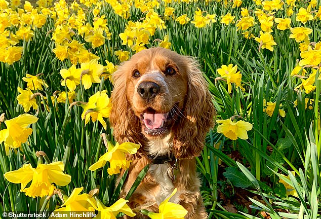 Viele Frühlingsblumen wie Narzissen, Lilien, Tulpen, Hyazinthen und Glockenblumen können auch für Hunde schädlich sein, insbesondere für ihre Zwiebeln, die giftige Alkaloide und Glykoside enthalten (Archivbild)