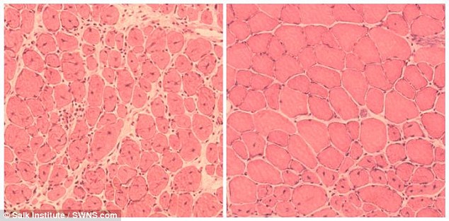 A 2016 study from the Salk Institute in California claimed that the key to halting or reversing ageing may lie in cellular reprogramming. Left: Mouse muscle cells before the technique was used and Yamanaka Factors were induced. Right: After