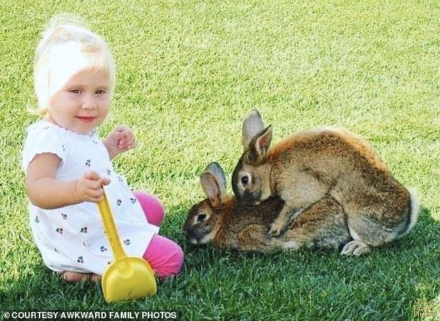 Ostern – und Frühling – sind beide als Zeit der Wiedergeburt bekannt.  Und diese beiden Kaninchen scheinen darauf erpicht zu sein, die Population auf ihre eigene Weise zu vergrößern, mit einem kleinen Mädchen, das von ihrer Paarung völlig verblüfft ist