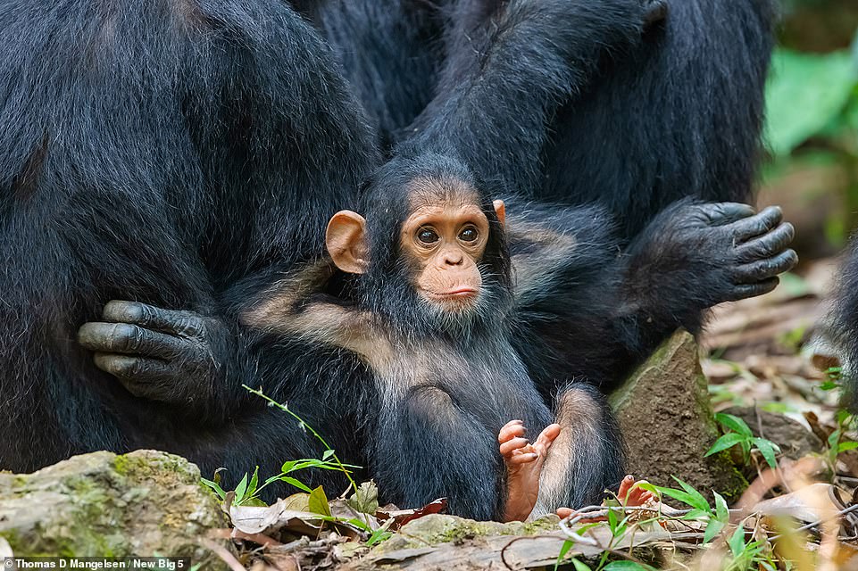 This humorous picture shows a ten-month-old chimp named Gombe leaning against his mother, Glitter, in Tanzania's Gombe Stream National Park. Commenting on the chimp's humanlike body language, photographer Thomas D Mangelsen says: 'This image speaks to the similar behaviours between [humans and] our closest relatives in the animal world. In many ways, we are mirror reflections of each other.' Sadly, the chimpanzee is an endangered species, with between 170,000 and 300,000 of the animals thought to still exist in the wild, Mangelsen explains. He says: 'Millions of chimps used to live throughout equatorial Africa. However, the bush meat trade, destruction of habitat, and the black market for live chimps and animal parts have had devastating effects'