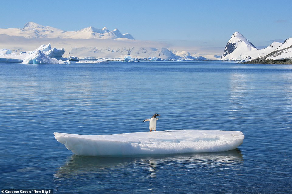 A gentoo penguin is shown on a 'surfboard-esque' chunk of ice in Antarctica in this cleverly framed shot by Graeme Green