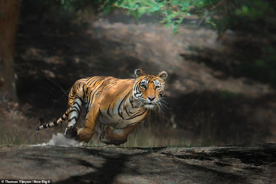 A Bengal tiger races through Bandhavgarh National Park in central India in this awe-inspiring shot by photographer Thomas Vijayan. He says: 'Local people and officials in India are trying to protect the tigers in whatever way they can and the tiger population is now increasing [on] a large scale'