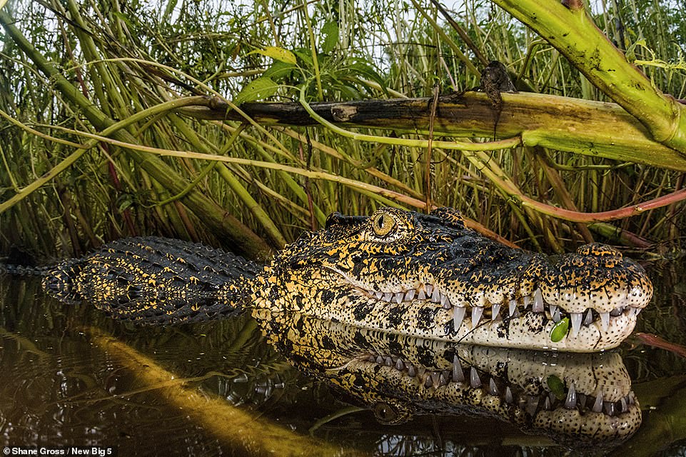 This amazing close-up of a critically endangered Cuban crocodile was captured in Cuba's Cienaga de Zapata National Park by Shane Gross. The photographer says: 'This male was still relatively small... had the croc been larger or if he had had other croc friends nearby it would not have been safe to get in the water. While Cuban crocodiles are considered to be one of the most aggressive crocs, I found this one to be very polite.' He adds: 'It is estimated there are only 2,400 mature individual Cuban crocs left on Earth. This tiny population found only in Cuba faces many threats, but the largest one stems from interbreeding with American crocodiles whose numbers and range is far larger than that of the Cuban crocodile'