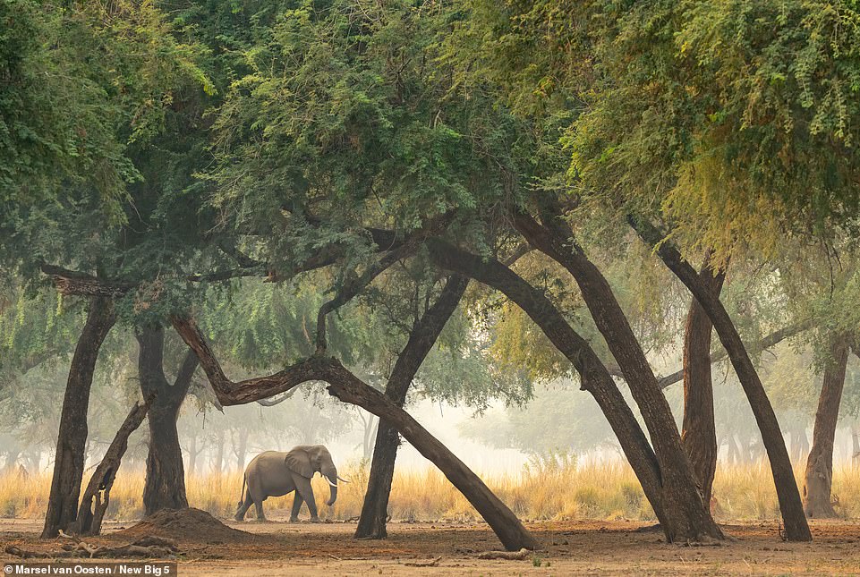 An endangered African elephant is beautifully framed by the trees of Zambia's Lower Zambezi National Park in this picture by Marsel van Oosten. He says: 'The elephants in this area have relatively small tusks, and many of them have no tusks at all. This is the result of what is called "reverse evolution" - the survival of the weakest. Poachers are always targeting the biggest bulls with the largest tusks, so their genes are eliminated from the gene pool. The weakest bulls - the smaller ones with small tusks or even no tusks at all - survive and get to procreate'