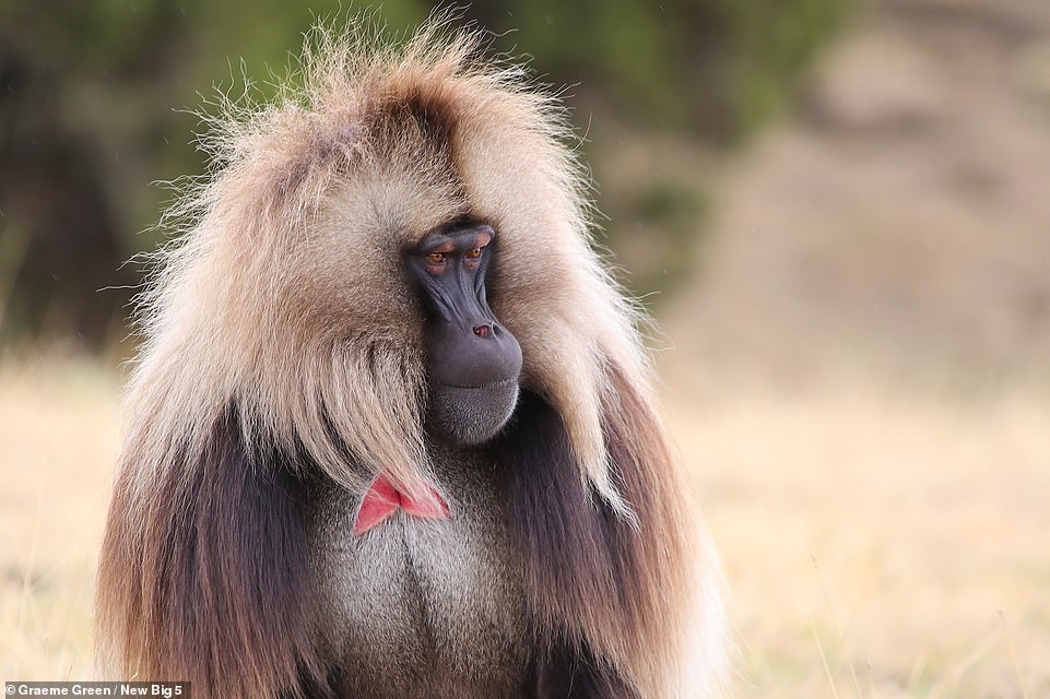 A gelada monkey in the Simien Mountains of Ethiopia is the subject of this magnificent picture by Graeme Green