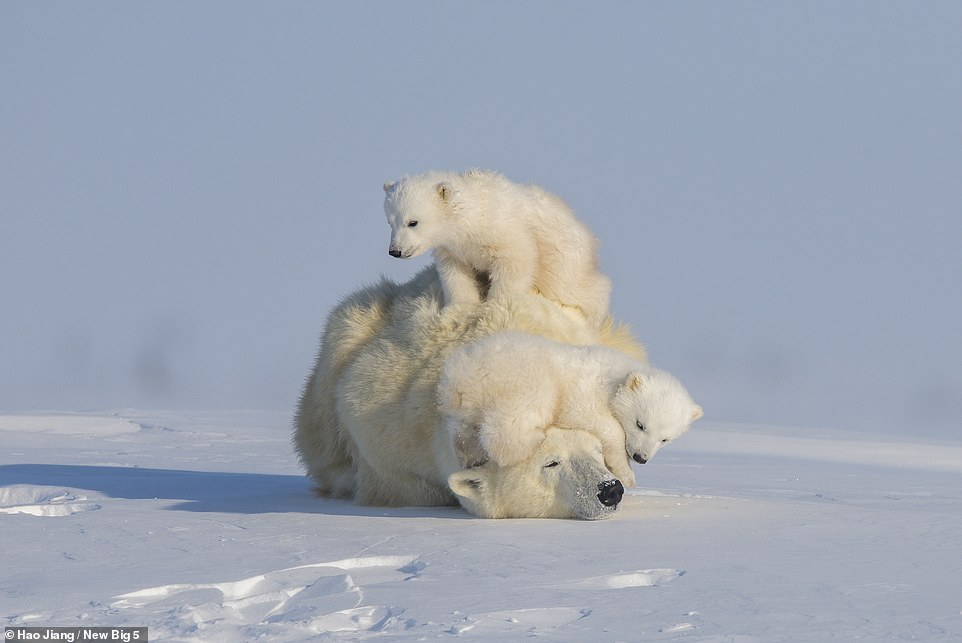 This heartwarming picture of a polar bear family was taken in the Wapusk National Park in the Canadian province of Manitoba. Photographer Hao Jiang says: 'I saw this polar bear family pause on its trek to the sea ice to hunt seals on a frozen day in the Arctic. At this moment, these adorable twin cubs turned their first adventure into playtime by using their patient mum as a playground. They were only around three months old and had just emerged from their maternity den several days earlier. Since the polar bear cubs are young and helpless in the harsh Arctic, they rely on their mother for everything they need to survive. They are inseparable all the time until the cubs are about two and a half years old.' While polar bears are not an endangered species, they are vulnerable