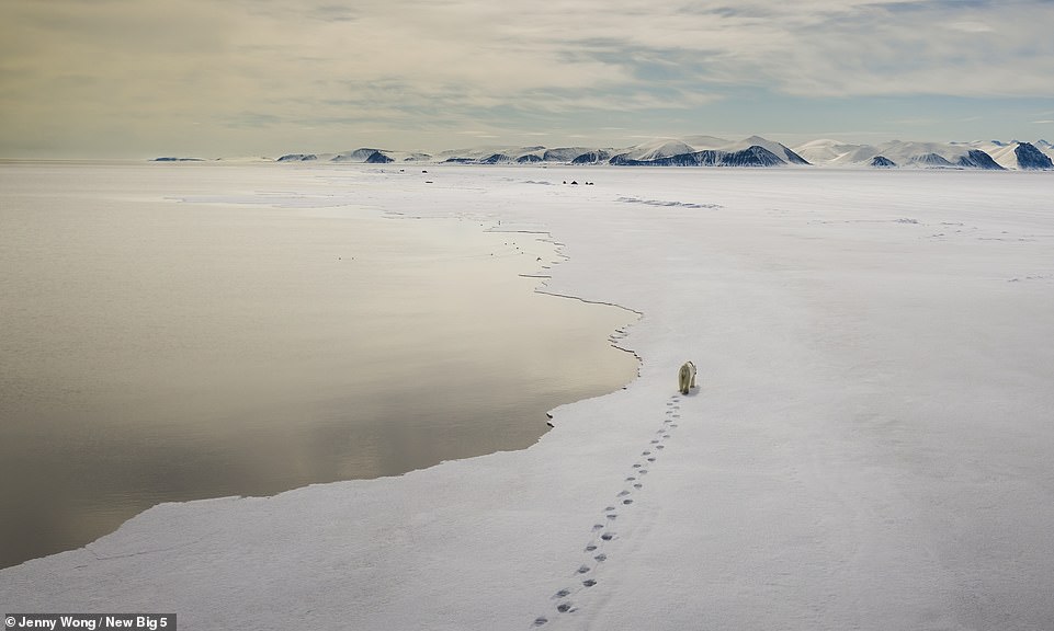 A lone polar bear is seen wandering along a floe edge on Baffin Island, in the Canadian territory of Nunavut, in this astonishing drone picture by Jenny Wong. She says: 'Bears are living their best life here on the sea ice. The number one threat for polar bears is the deteriorating sea ice condition year after year due to climate warming in the Arctic. It is not just a platform to hunt and commute, but it’s also vital for their main prey, seals, to den and nurse their pups. It is also the substrate that sea ice algae grow on, which is very much at the base of the Arctic food chain. A bear walking away seems to imply the state of a runaway climate crisis if we do nothing to turn things around'
