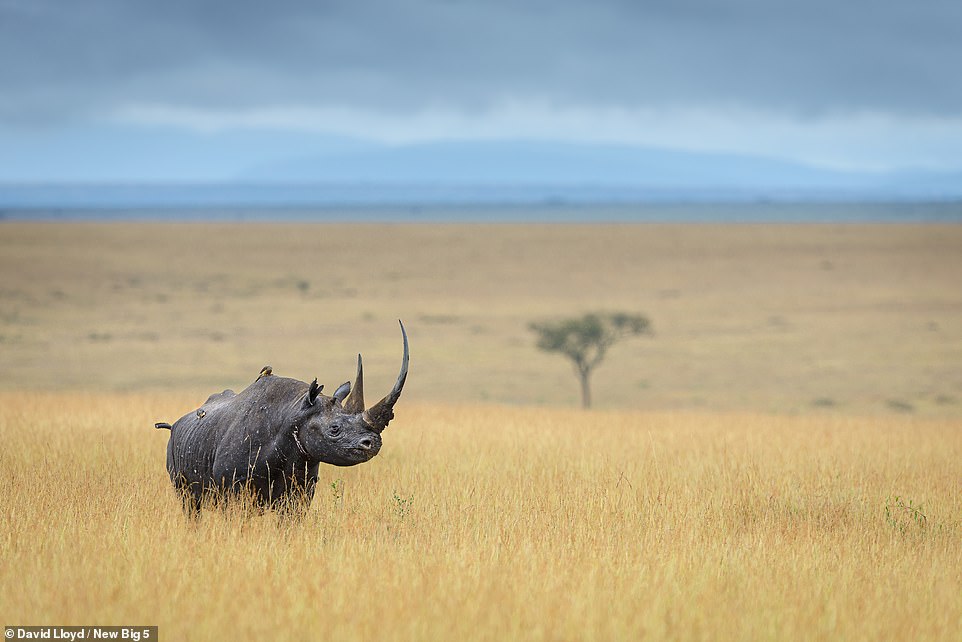 A critically endangered black rhinoceros named Karanja is seen in Kenya's Maasai Mara National Reserve in this striking picture by David Lloyd. rhino has died of natural causes. The photographer says: '[Karanja] boasted what some people believe to be the longest horn in Africa, which measured 34in (86cm). His second horn is longer than most rhino’s first horn. Karanja even boasted a third, just behind the second. Unrealised by modem generations is the fact that one hundred years ago, all rhinos had this kind of appearance. But sadly decimation by hunters and the desire for keratin by other cultures have rendered a new normal in terms of the appearance for rhinos'