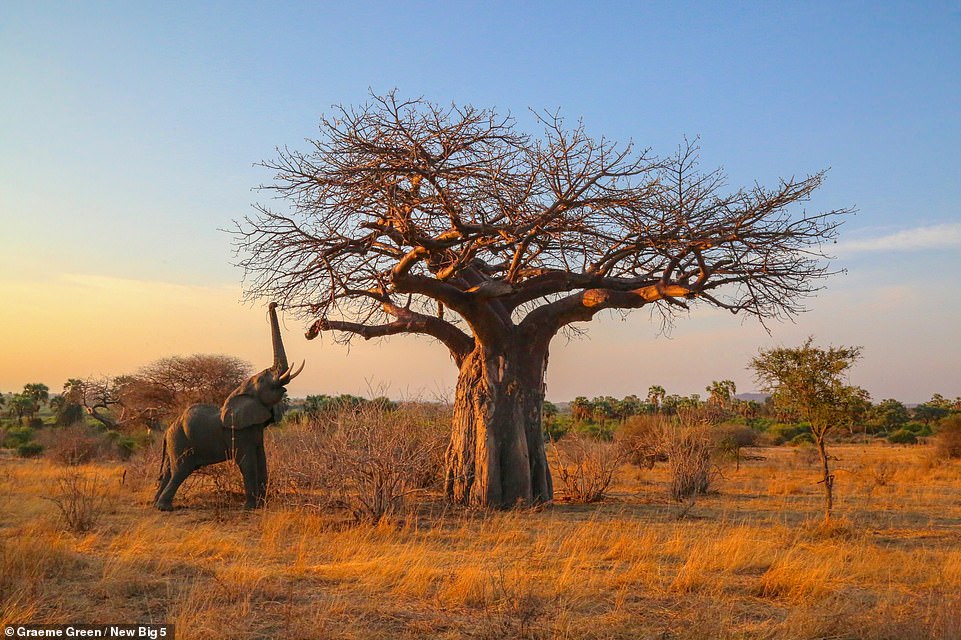 This golden-hued picture, captured by Graeme Green, shows an elephant reaching for the high branches of a tree in Tanzania's Ruaha National Park