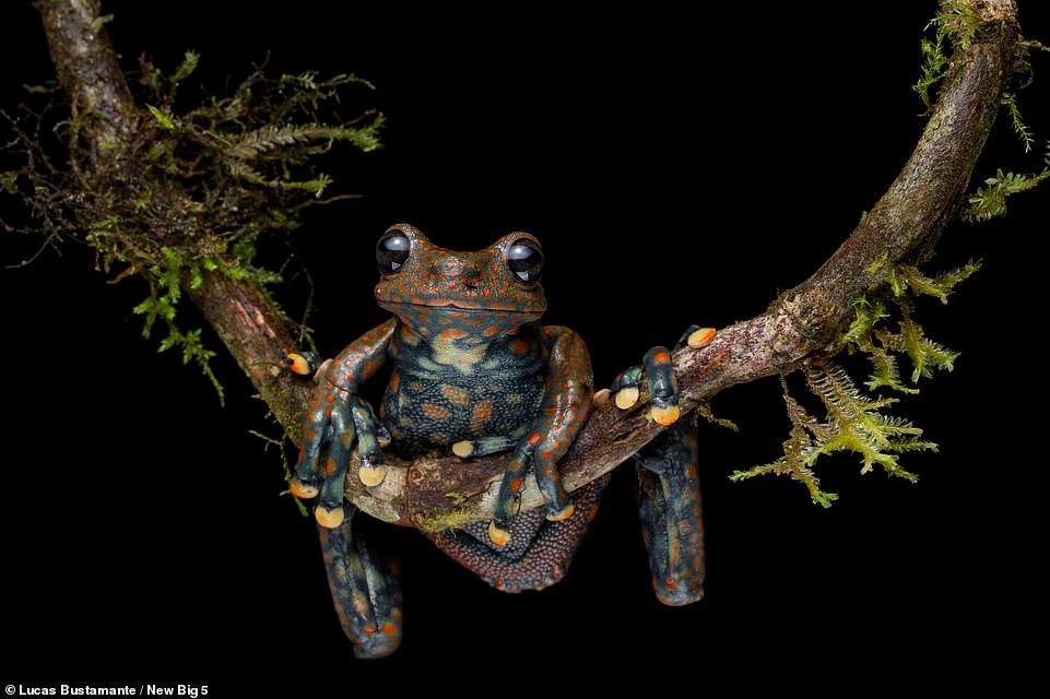 This detailed shot shows a critically endangered spotted torrent frog perched on a tree in Ecuador's Santa Barbara Park. Photographer Lucas Bustamante says: 'These Andean frogs live on very restricted waterfalls around the Andean foothills. They measure around 10cm (4in) and are characterised by their striking colours and patterns, including the tips of their fingers, where each species has its own colour of "nail polish". Because of their very specific distribution, they are vulnerable to changes in their habitats, so it is essential to preserve their ecosystems'