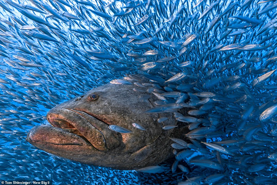 This striking picture of an Atlantic goliath grouper swimming 'calmly' through a 'swirling school' of bigeye scads (a smaller fish species) was taken near Palm Beach, Florida. Photographer Tom Shlesinger says: 'The groupers aggregate in large numbers along the Atlantic coast of Florida every year at the same locations to reproduce. Decades ago, following a severe decline in the population of the goliath grouper, Florida banned their fishing, leading to an increase in the population. Now, there are new plans to reopen fishing, which may put their future in danger once again.' He adds that groupers are 'massive fish that can live for dozens of years, growing up to 2.5m (8ft) long and weighing up to 360kg (793lbs)'