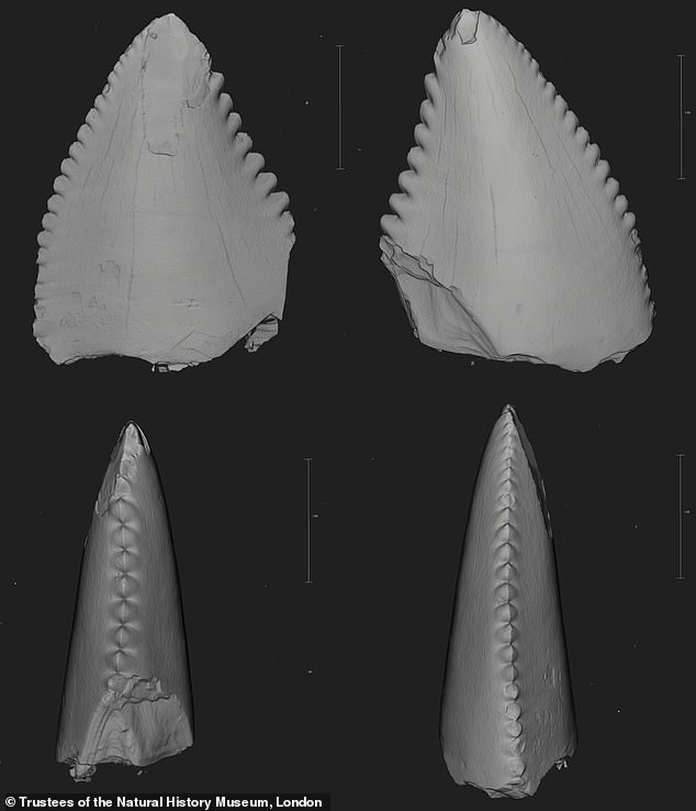 Die mysteriösen Zähne wurden mit Hilfe bahnbrechender maschineller Lerntechniken identifiziert, die von Forschern des Natural History Museum und des Birkbeck College durchgeführt wurden.  Abgebildet sind die im Hornsleasow-Steinbruch in Gloucestershire entdeckten Troodontiden-Zähne
