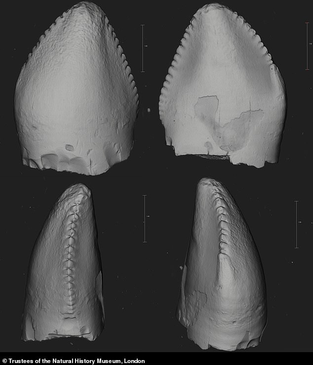 Paläontologen sagten, die versteinerten Zähne, die in Oxfordshire, Gloucestershire und Dorset ausgegraben wurden, seien die ersten Exemplare von Therizinosaurier- und Troodontiden-Dinosauriern auf britischem Boden.  Abgebildet sind die im Hornsleasow-Steinbruch in Gloucestershire entdeckten Troodontiden-Zähne