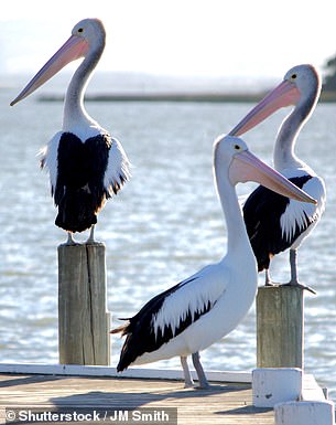 Sarah sieht Pelikane auf dem Murray River „mitten im Strom stürzen“.