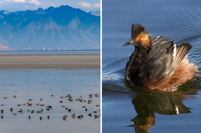 Two photos sitting next to eachother. On the left is a vertical photo of several birds sitting on a body of water while a dry ground and mountains are seen in the background. The photo on the left is a close up of one of the birds sitting on the water.