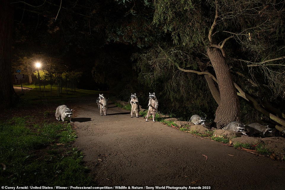 This shot, a second from Corey Arnold's prize-winning Cities Gone Wild series, shows raccoons in Golden Gate Park in San Francisco. The American says: 'Reliant on humans for food, these raccoons have been habituated with feeding by raccoon lovers. On two occasions, I witnessed cars pulling up with many pounds of dog-food, sour cream, chicken, chips and other snacks, dumping them on the ground and in the bushes. The practice is illegal, but still common. Coyotes also arrived at times when regular feedings seem to occur just after dark. Raccoons and coyotes are thriving in the urban environment that is San Francisco because of the abundance of food left by humans'