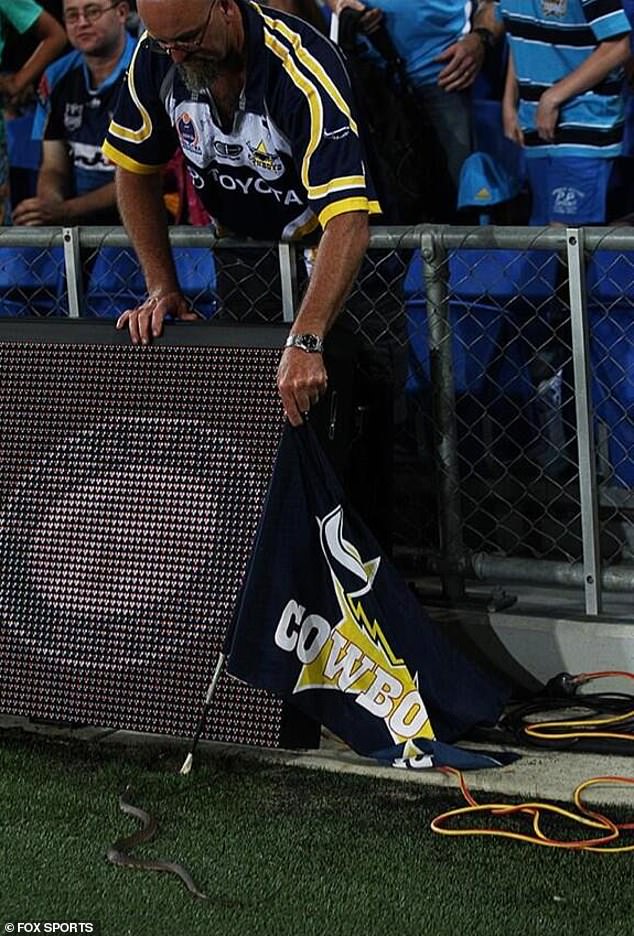 Ein Cowboys-Fan versucht, die Schlange einzusperren, die während des Aufeinandertreffens von North Queensland gegen die Gold Coast Titans im Jahr 2014 in das Spielfeld eingedrungen war