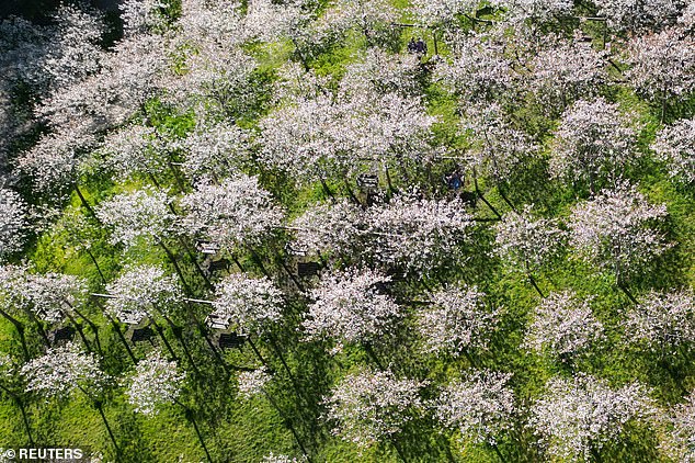 Der Alnwick Garden (im Bild) rühmt sich mit über 300 japanischen Kirschbäumen, die man sich nicht entgehen lassen sollte