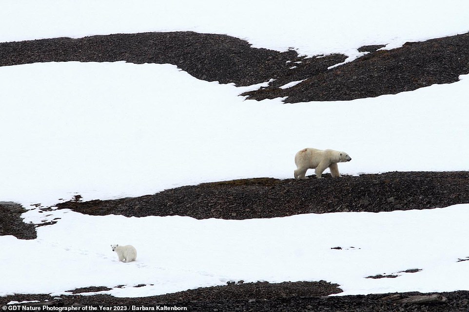 Diese atemberaubende Aufnahme der Fotografin Barbara Kaltenborn landete auf dem sechsten Platz in der Kategorie „Säugetiere“ und zeigt einen Eisbären mit seinem Jungen auf dem norwegischen Archipel Svalbard