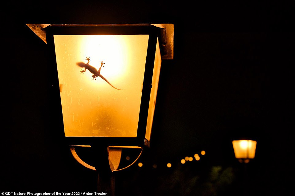 Dieses brillante Bild von Anton Trexler, das die Bronzemedaille in der Kategorie „Urban Nature“ gewann, zeigt einen Gecko in einer Laterne in Spanien