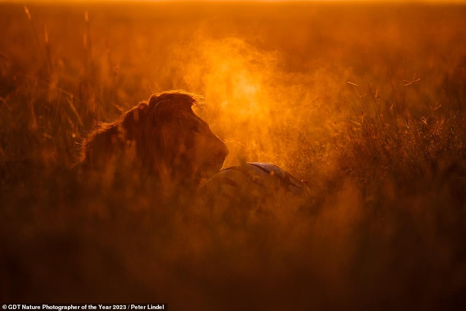 Der Fotograf Peter Lindel merkt an, dass die „Dunstwolke“ in diesem Bild nicht der Atem des abgebildeten Löwen ist, sondern „die Körperwärme des gerade getöteten Zebras“ in der Bildmitte.  Der Schuss belegt den zehnten Platz in der Kategorie „Säugetiere“.