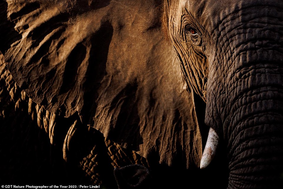 Peter Lindel erinnert sich an dieses faszinierende Porträt einer Elefantendame und sagt: 