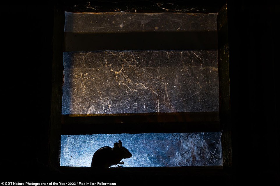 Diese dynamische Aufnahme zeigt eine Maus, die „nachts auf dem Sims eines alten und staubigen Kellerfensters eine kurze Pause von der Nahrungssuche einlegt“.  Der sechste Platz in der Kategorie „Urban Nature“ ist das Werk des Fotografen Maximilian Fellermann