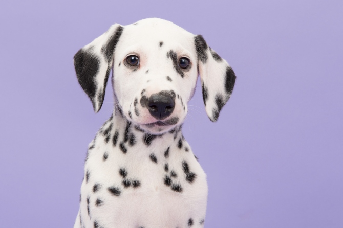 Dalmatiner-Welpen-Hund