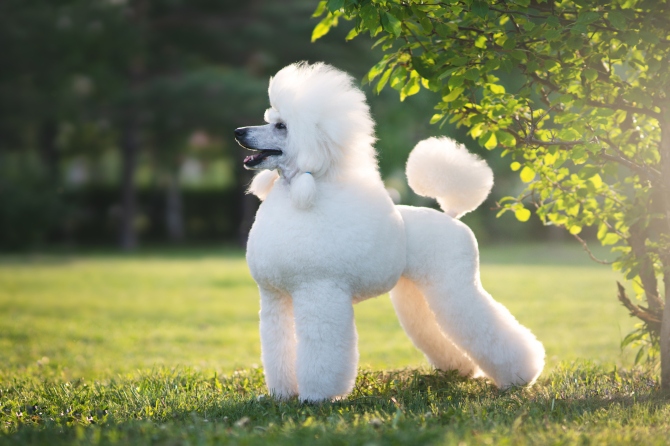 Weißer großer königlicher Pudel-Hund