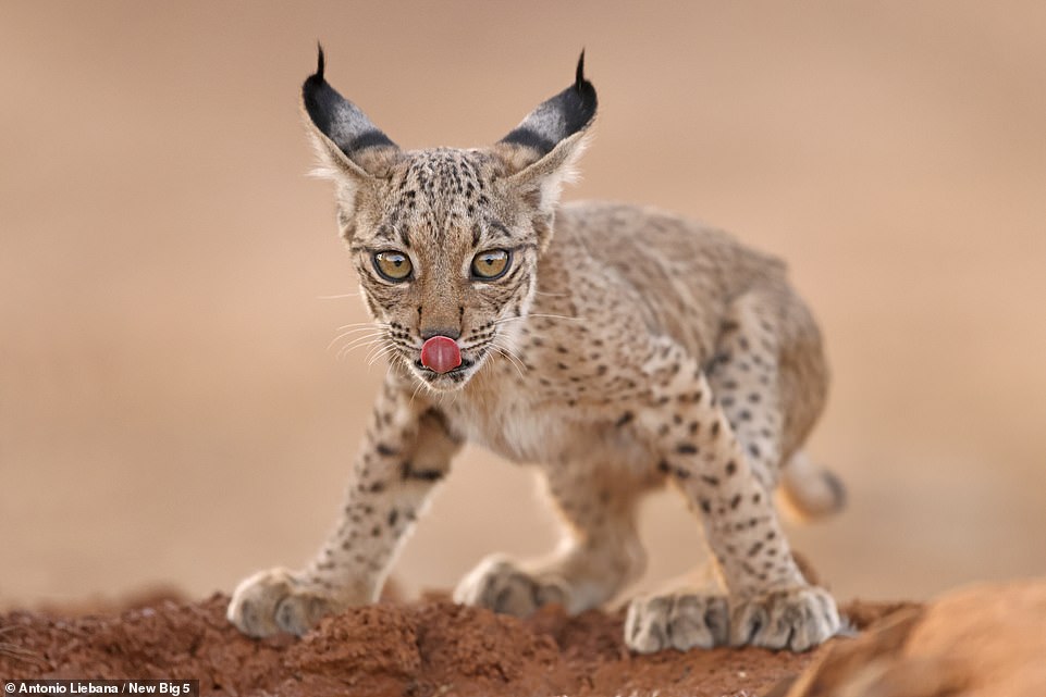 This sweet picture shows an Iberian lynx cub, an endangered species, drinking from a watering hole on the Penalajo estate in central Spain. It was taken by photographer Antonio Liebana, who says: 'Iberian lynx are one of the world’s most endangered cats, due to habitat loss, decreasing food sources, car accidents, and illegal hunting. But thanks to conservation efforts, the species is recovering and can be found in small areas of Portugal and Spain'