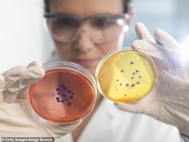 TESTARBEIT: Ein Wissenschaftler, der Antibiotikaresistenzen analysiert