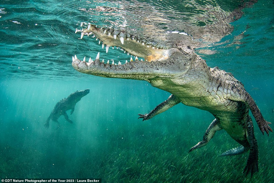 Dieses auffällige Bild, das in der Kategorie „Andere Tiere“ den sechsten Platz belegt, zeigt zwei amerikanische Krokodile in den Mangroven des Jardines de la Reina-Archipels vor der Küste des kubanischen Festlandes.  Es trägt den Titel „Smile“ und ist das Werk der Fotografin Laura Becker