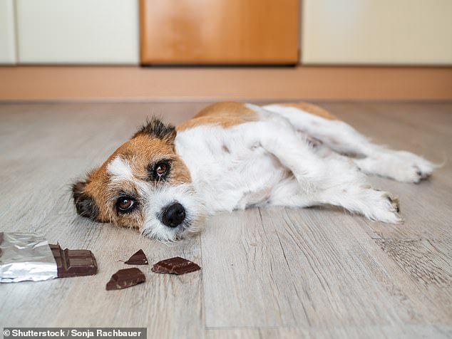 Schokolade enthält eine Chemikalie namens Theobromin, die für Hunde giftig ist und in extremen Fällen Erbrechen, Durchfall und sogar den Tod verursachen kann (Archivbild)
